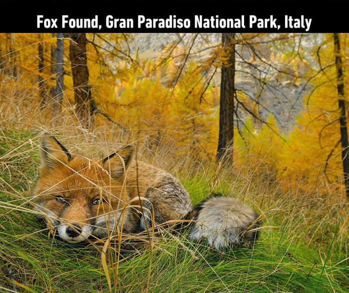 fox found