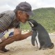 Dindim penguin kiss