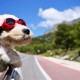 Σκύλος με γυαλιά ηλίου στο αυτοκίνητο