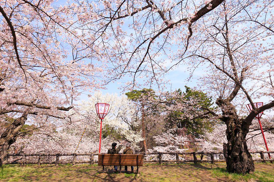 ανθισμένες κερασιές στην Ιαπωνία