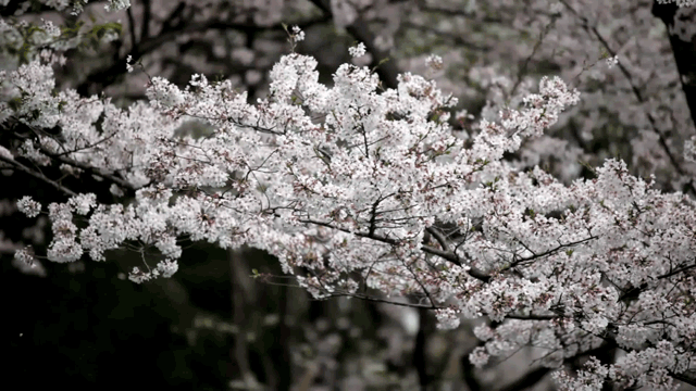 ανθισμένες κερασιές στην Ιαπωνία