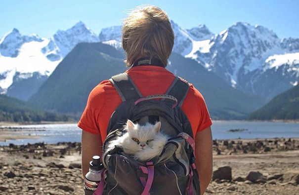 camping-with-cat