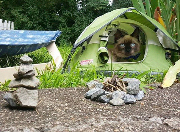 camping-with-cat