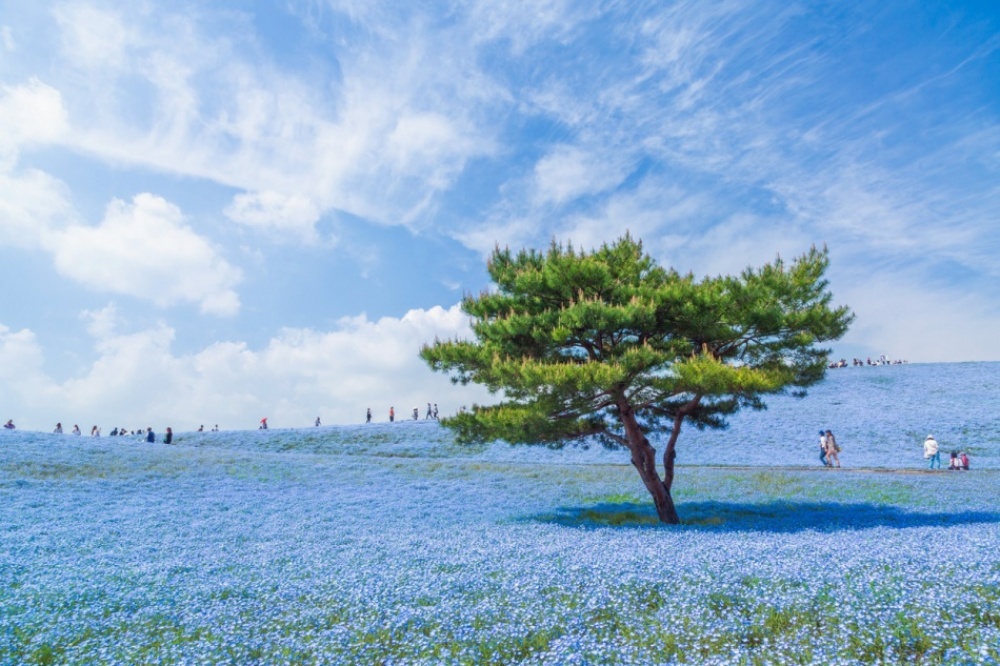 A blue universe in Japan