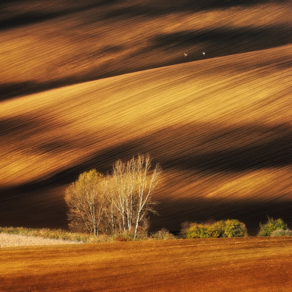 Moravian fields, Czech Republic