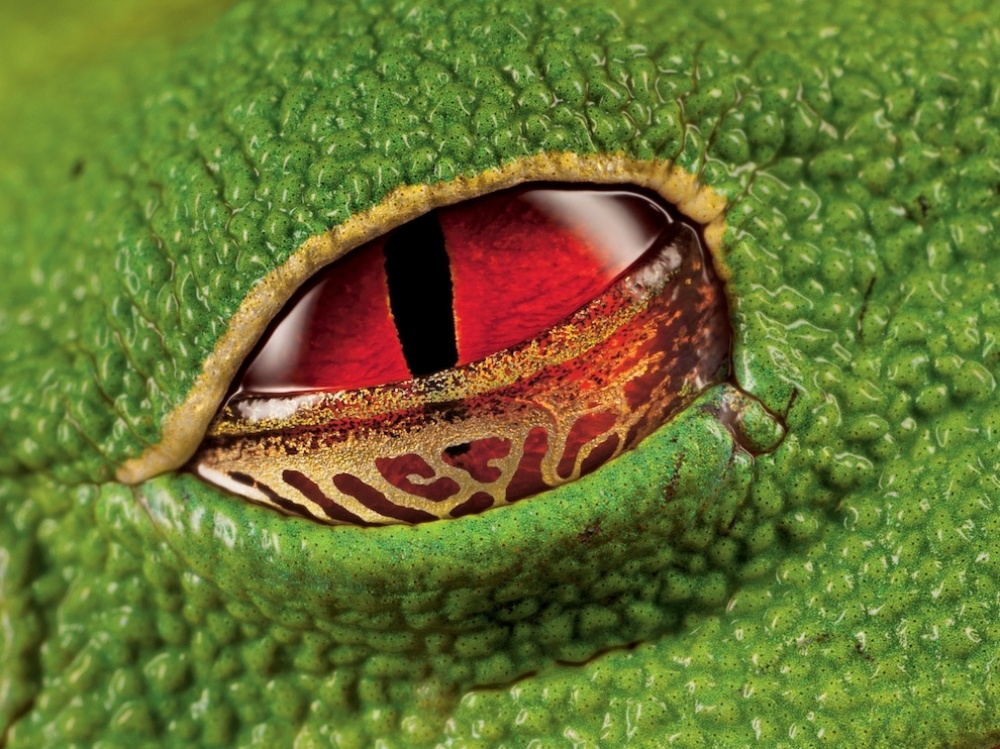 The scarlet eyes of a warty tree frog, Costa Rica
