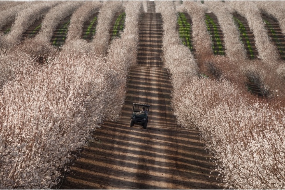 Tractor among almond fields, California
