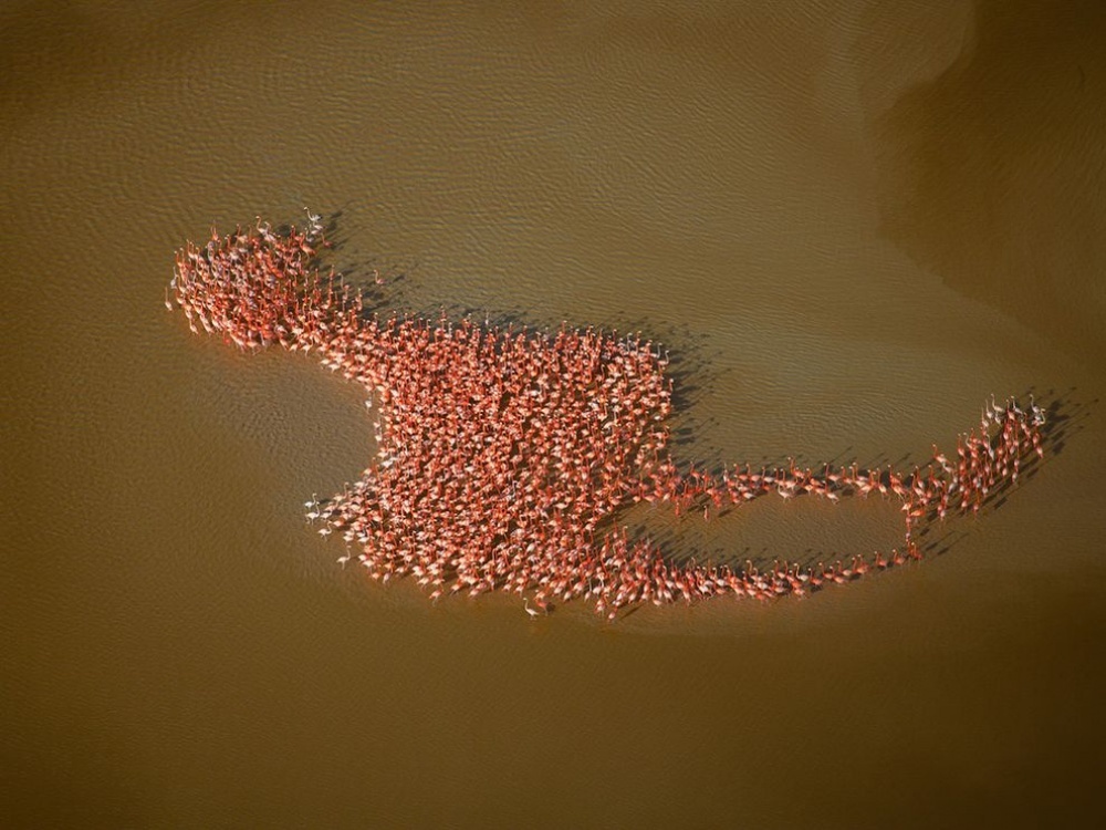 Flamingos gathered in the shape of a flamingo, Yucatan Peninsula