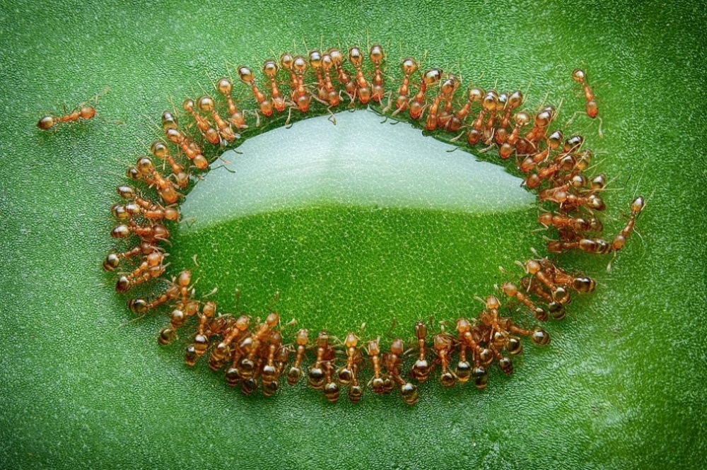 Tiny ants surrounded a drop of honey, Malaysia