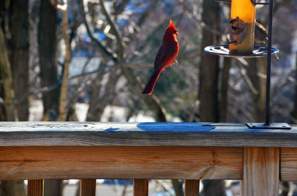 Red cardinal levitating