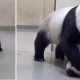 panda-mwro
