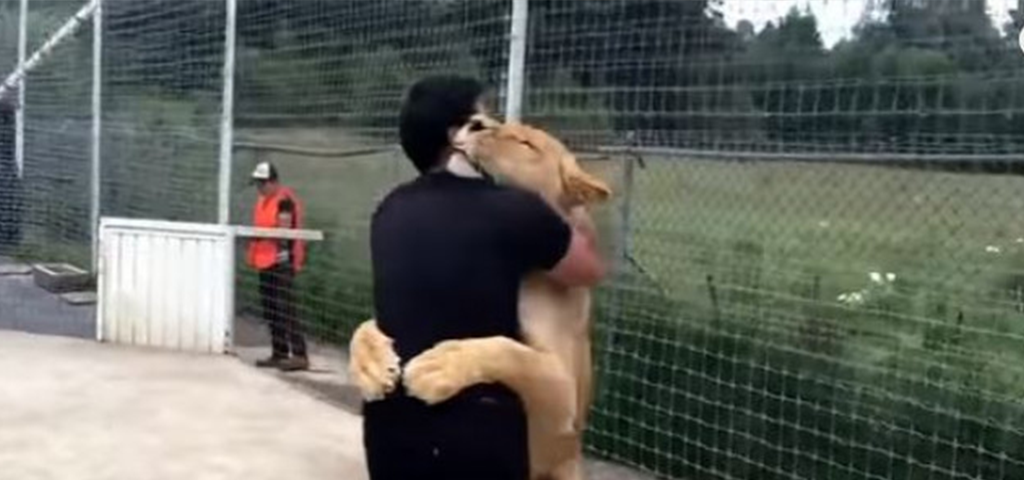 lion-hug