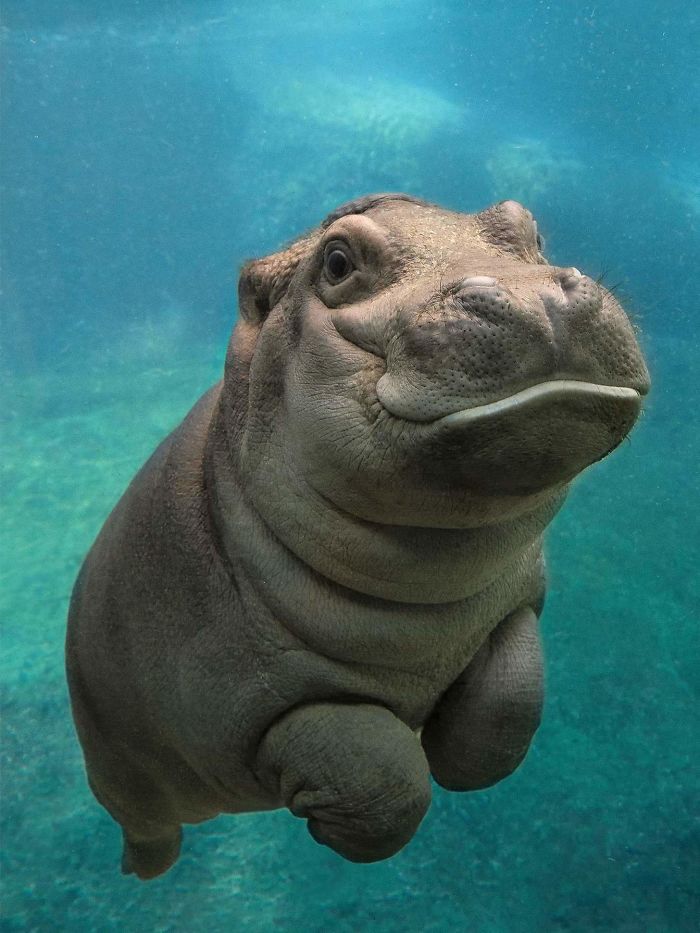 hippo10