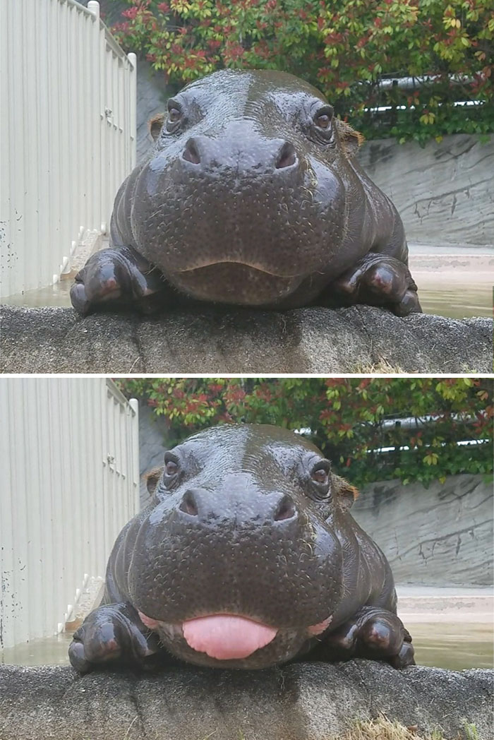 hippo10