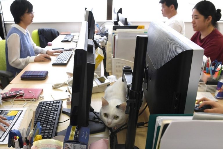 office-cats