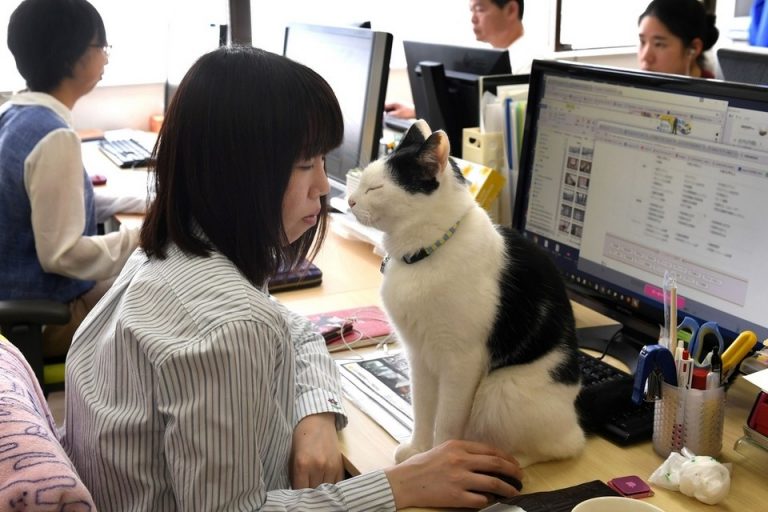 office-cats